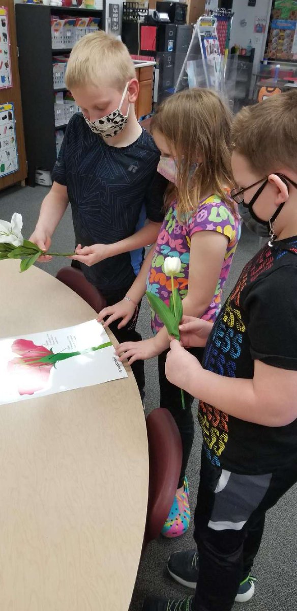 smoore2nd's tweet photo. In science, 2nd graders are learning about the different parts of a flower. https://t.co/DBs0DiMdjO