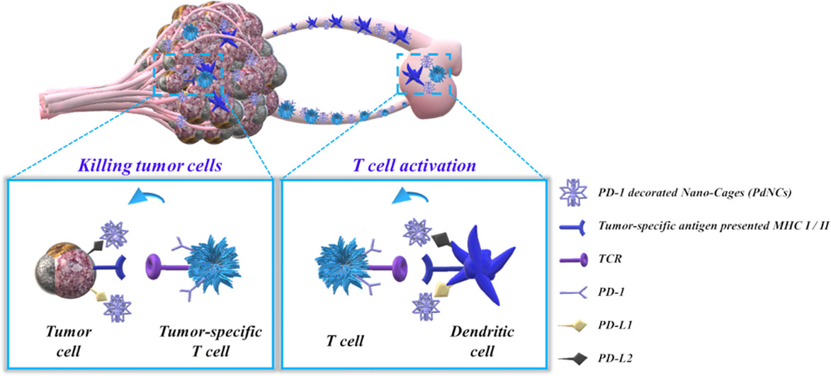 JCRnEDITORS's tweet photo. Design of PD-1-decorated nanocages targeting tumor-draining lymph node for promoting T cell activation.
| In-San Kim @KistPublic |
#nanocage #immunotherapy #lymphnode #TcellActivation
https://t.co/T68sdKbpkQ https://t.co/IuYXJj4DFT