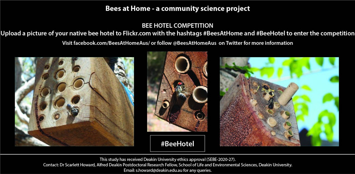 BeesAtHomeAus's tweet photo. There is just 1 day left to enter the March competition. Get your entries in soon and help us find Australia’s bees!
Upload your bee pictures to https://t.co/oAnjfOqFuo with the postcode and hashtag #BeesAtHome in the description. https://t.co/HxqZgZjFrR