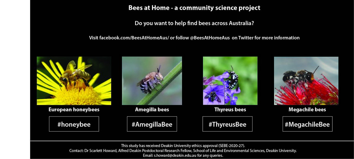 BeesAtHomeAus's tweet photo. There is just 1 day left to enter the March competition. Get your entries in soon and help us find Australia’s bees!
Upload your bee pictures to https://t.co/oAnjfOqFuo with the postcode and hashtag #BeesAtHome in the description. https://t.co/HxqZgZjFrR