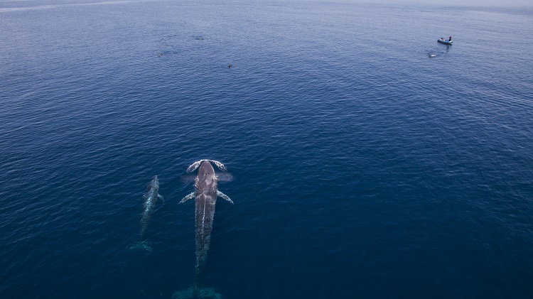 MermaidLOB's tweet photo. An unforgetable hanging out time with Whales cow and its calf.
#throwback

https://t.co/mnAqgzFRxL
photo by Alex Lindbloom

#mermaidliveaboards #whale #wildlife #marinelife #buceo #sealife #naturephotos #diveindonesia #indonesiaunderwater #uwpics #uwphoto #marineanimals https://t.co/wGBBGa1fo3