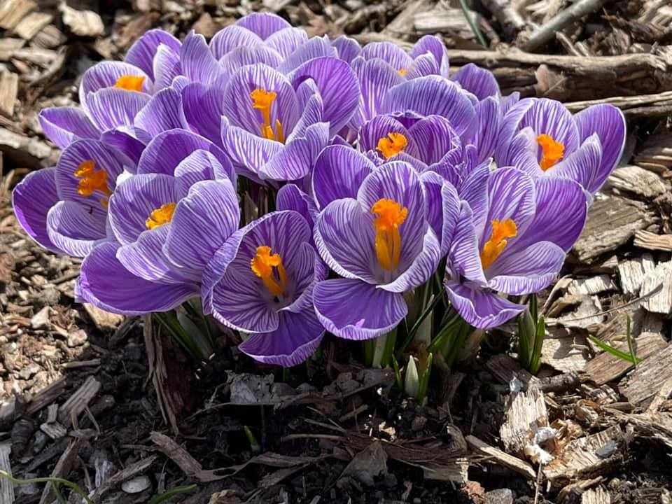 TulipMuseum's tweet photo. The Giant Dutch crocus ‘Pickwick’ was first bred in 1925.
They are wonderful in rock gardens, borders and even randomly planted in grass. #flowers #spring #garden https://t.co/Ieqhmxfpfm