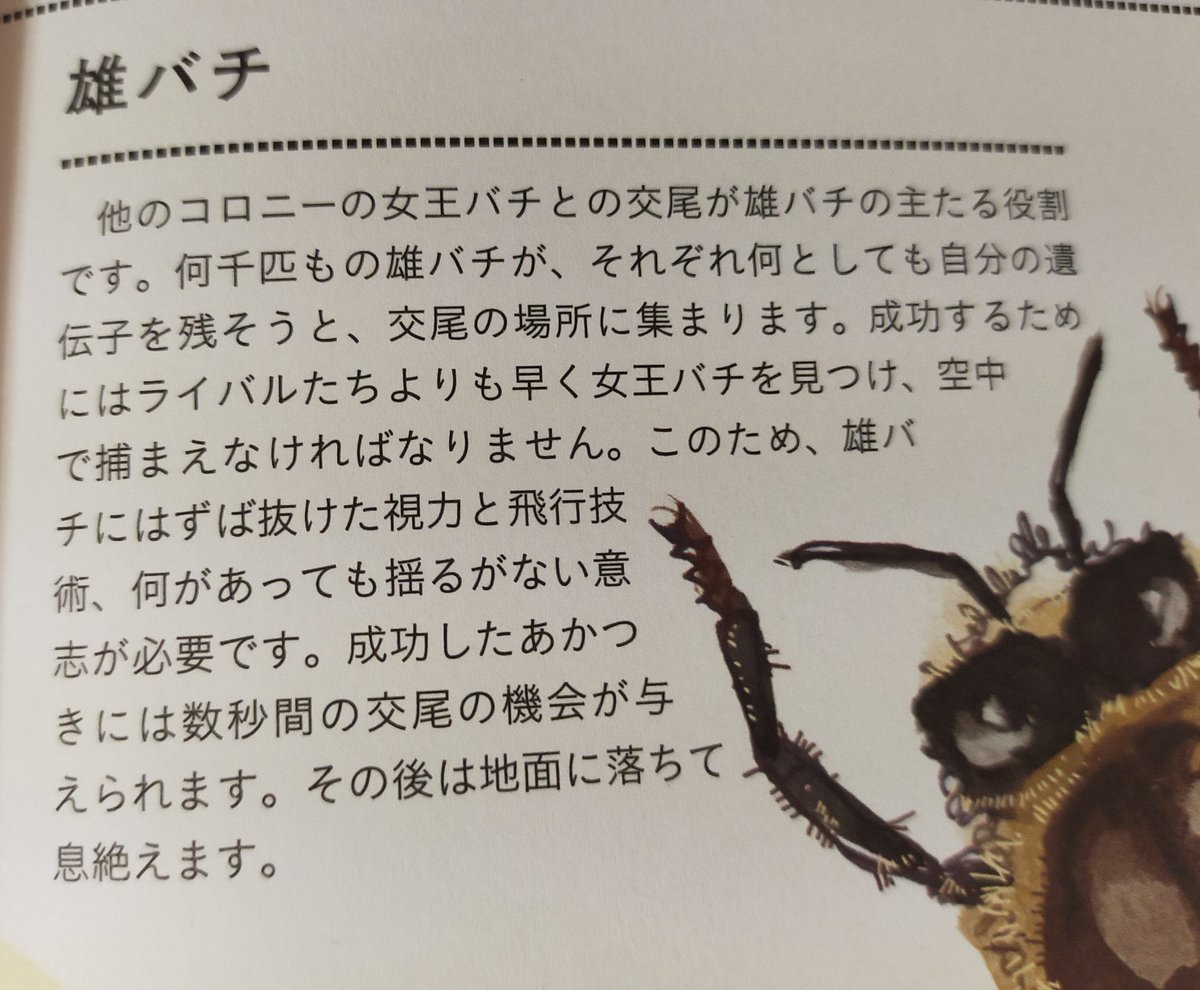 悲報 オスのミツバチ 交尾以外何も仕事がないのに交尾したら生殖器が爆発して死ぬ Togetter