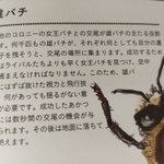 交尾以外仕事がない雄ミツバチは？交尾をすると生殖器が爆発して死ぬ!