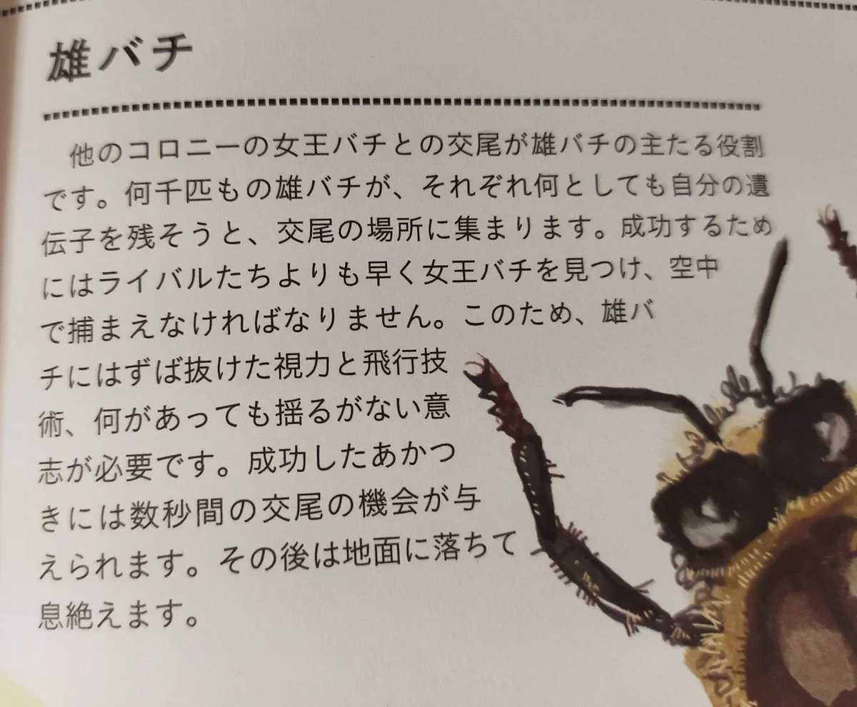 交尾以外仕事がない雄ミツバチは？交尾をすると生殖器が爆発して死ぬ！