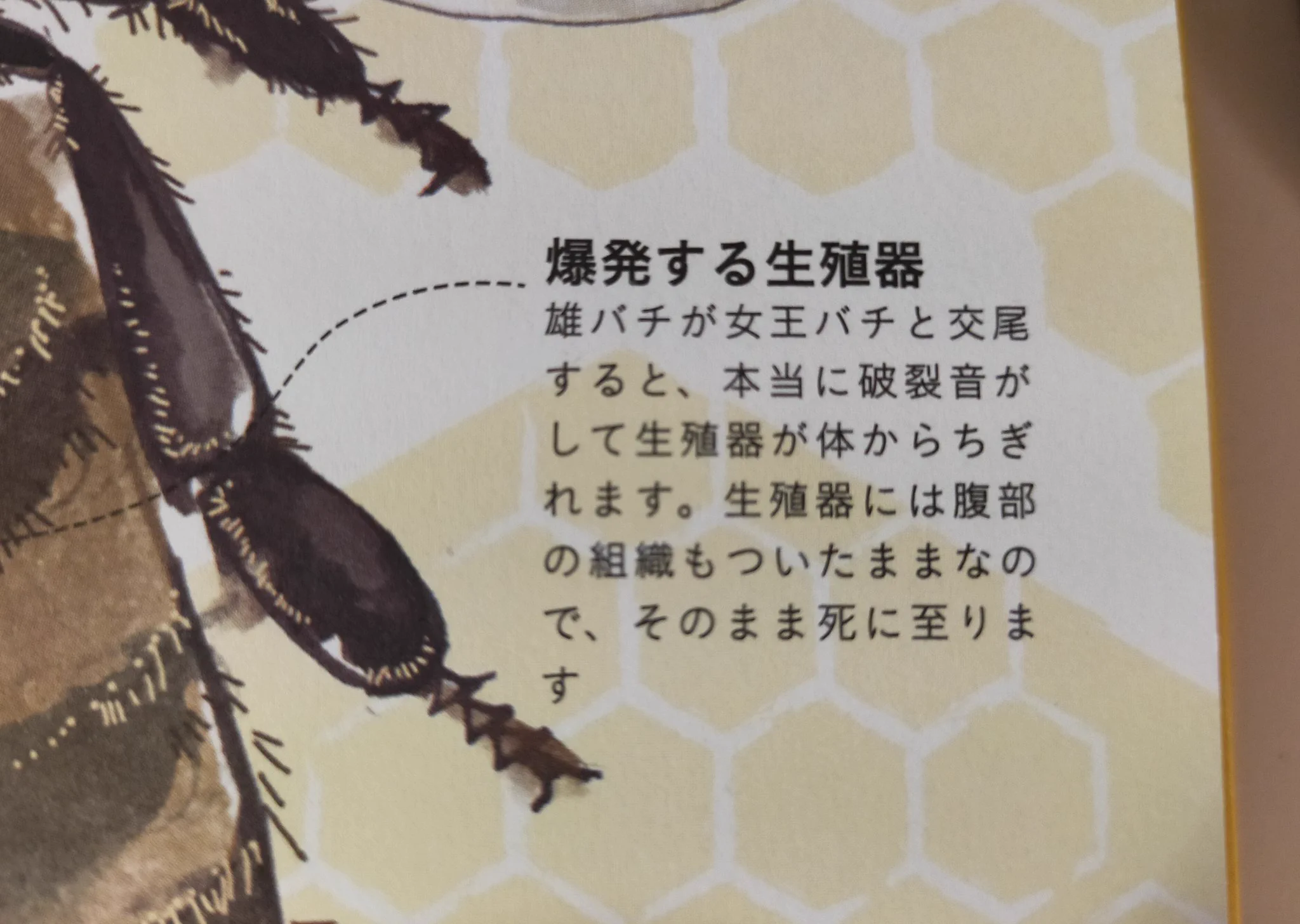 交尾以外仕事がない雄ミツバチは？交尾をすると生殖器が爆発して死ぬ！