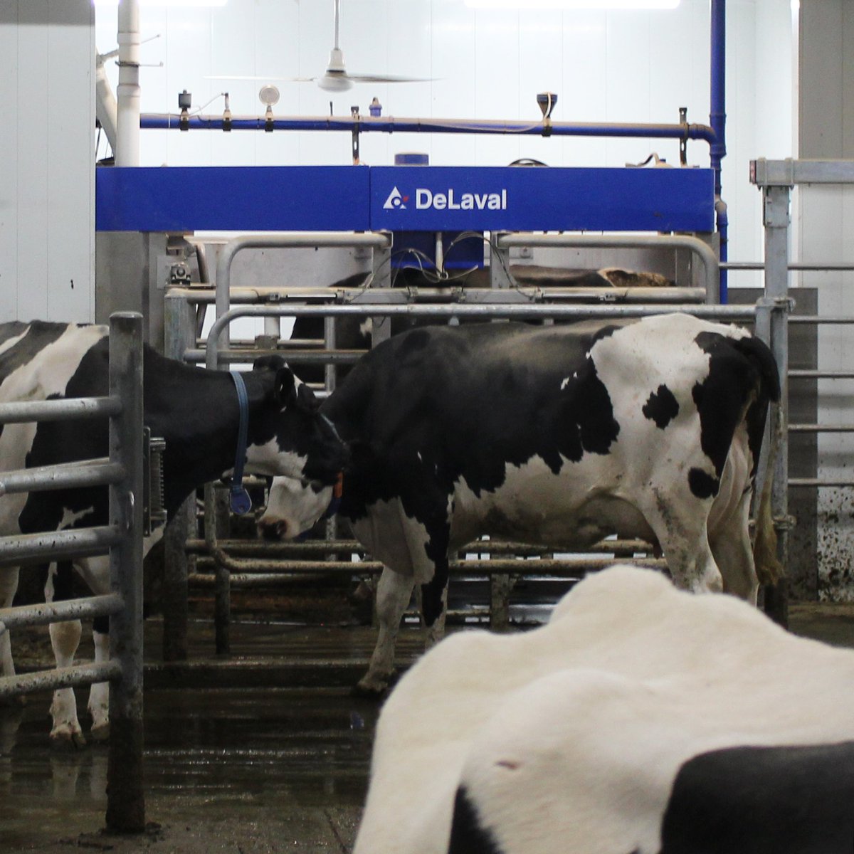 Last call for the  <a href="/DeLavalCanada/">DeLaval Canada</a> Robot Promo! Still wanting in on the action? Send us a DM and we will send a rep your way. Promo ends this week!