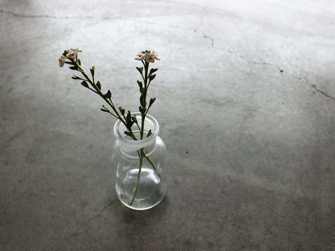 ナズナのtwitterイラスト検索結果