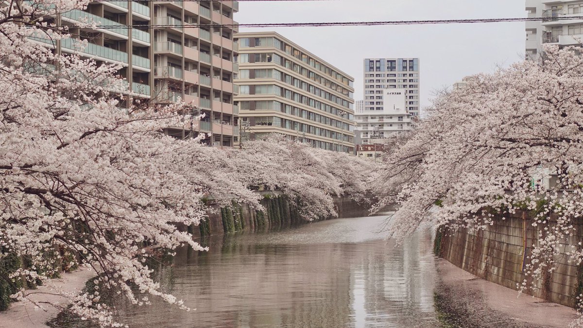 A_COsun's tweet photo. 今年は桜早いなー🌸
チラっと目黒川見に行ったけど
風強すぎた(・∀・)
ほんで、黒キャップに黒マスクで
韓ドラの犯人感強めなw https://t.co/hC2ZkPjAT6