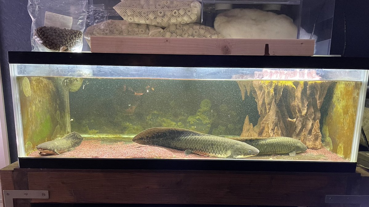 ネオケラ  引き取り魚　現在商談中‼️ ネオケラ 引き取り魚 現在商談中‼️