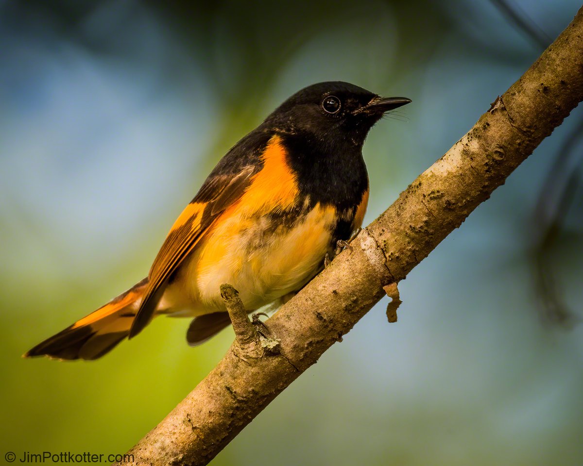 HappyPixr's tweet photo. I got a little giddy when I saw this American Redstart. I don't see nearly enough of these Halloween-colored birds. I watched him flash his colorful wings and tail to scare up insects and then lunge to grab them. I had to snap quickly, knowing he would move on in seconds. #nature https://t.co/wPi9mVQqfV