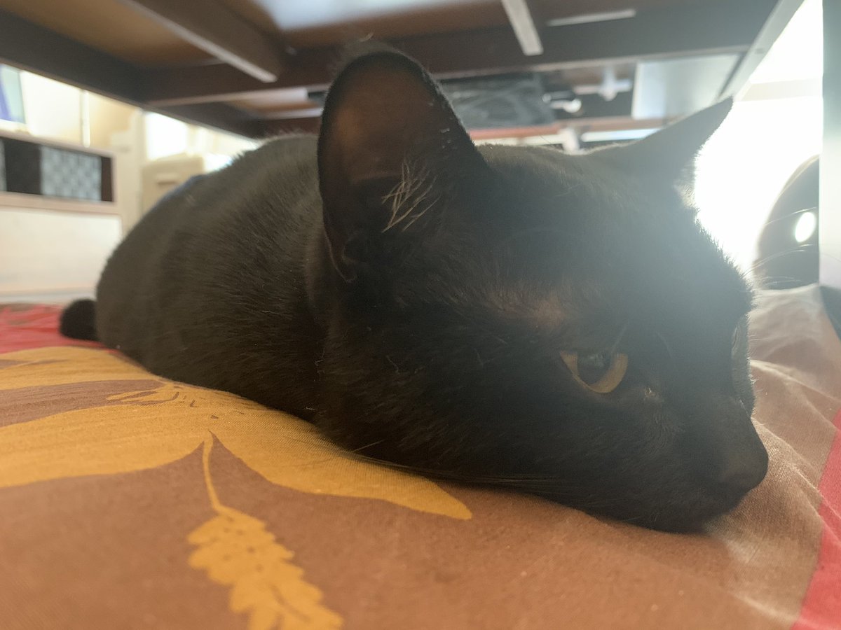 うちの猫の日記 ふて寝フー ねこ 猫 Cat 黒猫 Blackcat キジ 野良猫 ネコ 猫好きさんと繋がりたい