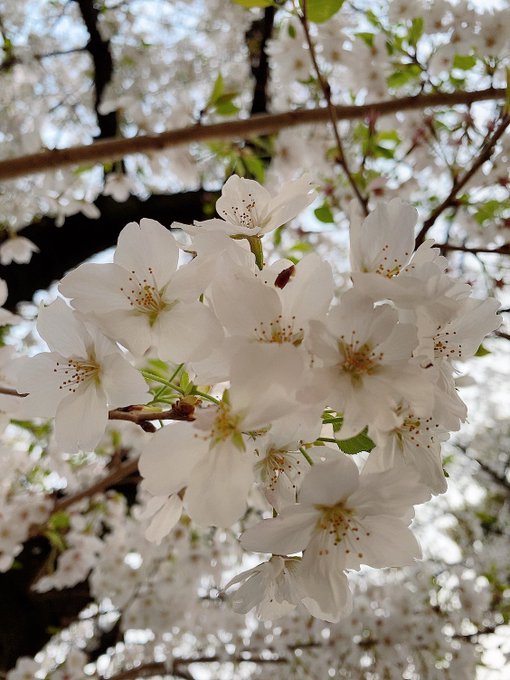 おはよ〜〜！ どこも桜が見頃ですね〜  夜桜見ながらお酒飲みたい気分𓂃 𓈒𓏸𑁍 https://t.co/kvtyIOA3OR<a href="/tag/%E6%AF%8D%E3%81%AE%E6%97%A5"class="tags"><span>#母の日</span></a><a href="/tag/%E3%82%AB%E3%83%BC%E3%83%8D%E3%83%BC%E3%82%B7%E3%83%A7%E3%83%B3"class="tags"><span>#カーネーション</span></a><a href="/tag/%E3%81%B5%E3%82%8F%E3%81%B5%E3%82%8F"class="tags"><span>#ふわふわ</span></a><a href="/tag/%E3%81%8A%E3%81%A3%E3%81%B1%E3%81%84"class="tags"><span>#おっぱい</span></a><a href="/tag/%E9%9B%B0%E5%9B%B2%E6%B0%97%E5%AB%8C%E3%81%84%E3%81%98%E3%82%83%E3%81%AA%E3%81%84%E3%82%88%E3%81%A3%E3%81%A6%E4%BA%BA%E3%81%84%E3%81%84%E3%81%AD"class="tags"><span>#雰囲気嫌いじゃないよって人いいね</span></a><a href="/tag/%E6%8F%89%E3%81%BF%E3%81%9F%E3%81%84%E3%81%A8%E6%80%9D%E3%81%A3%E3%81%9F%E3%82%89rt"class="tags"><span>#揉みたいと思ったらrt</span></a>