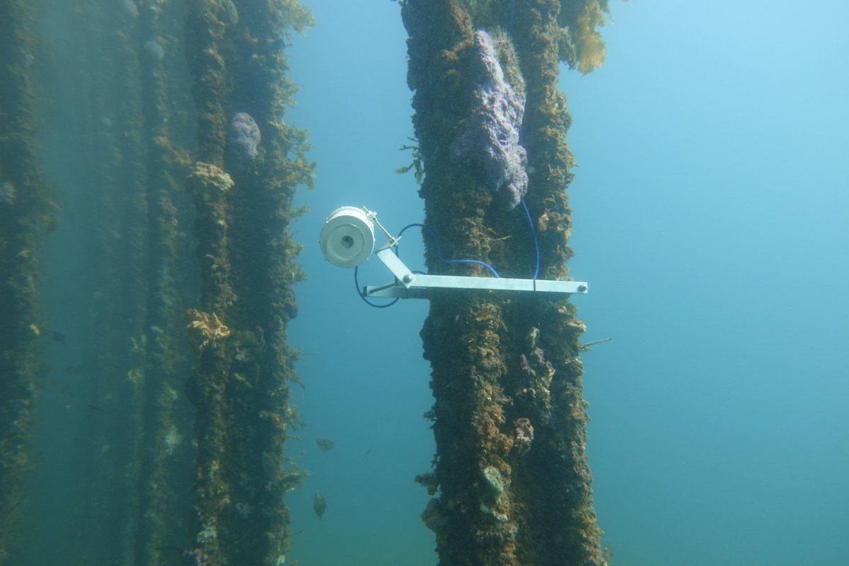 ausocean's tweet photo. Have a look beneath the surface↩️
📸 @Trek_H https://t.co/2s6xEg5YXH