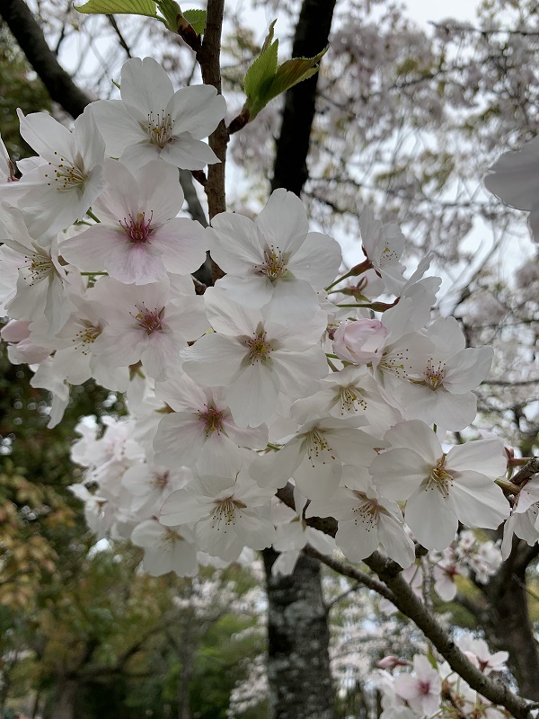 moritaop's tweet photo. いつの間にか季節は移り
花粉症に悩まされている間に
桜は満開
すっかり春の東海地方です

コロナ騒ぎも一年超えて
世の中恐る恐るの復活中
皆様のご健康とご多幸を
お祈りします。 https://t.co/ojFiwAvOpR