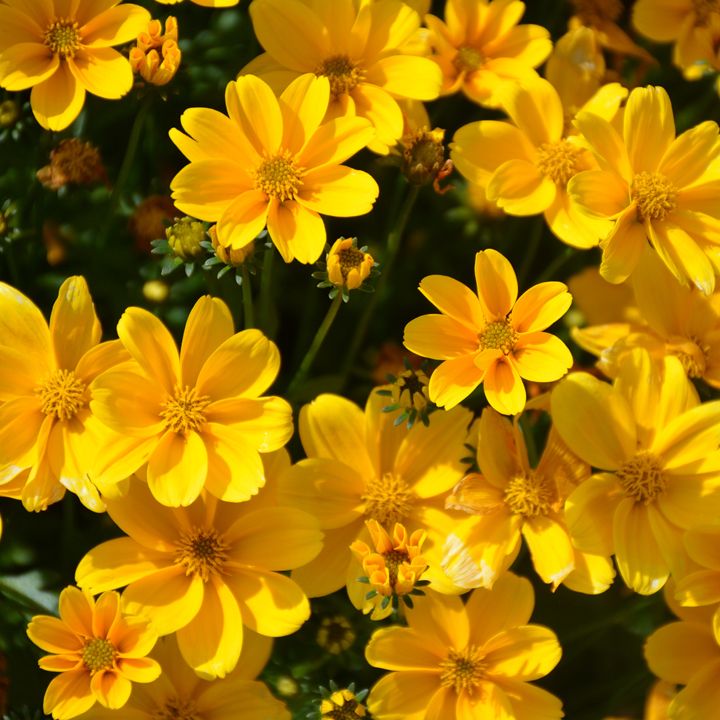 Ordering deadline extended to April 4! It's not too late to get your plant & flower sale order in. Did you know these adorable yellow flowers are called Bidens? Perfect timing. Order your Bidens today and support Dems at the same time! dfl46.org/spring-plant-f… (forgot the link!)