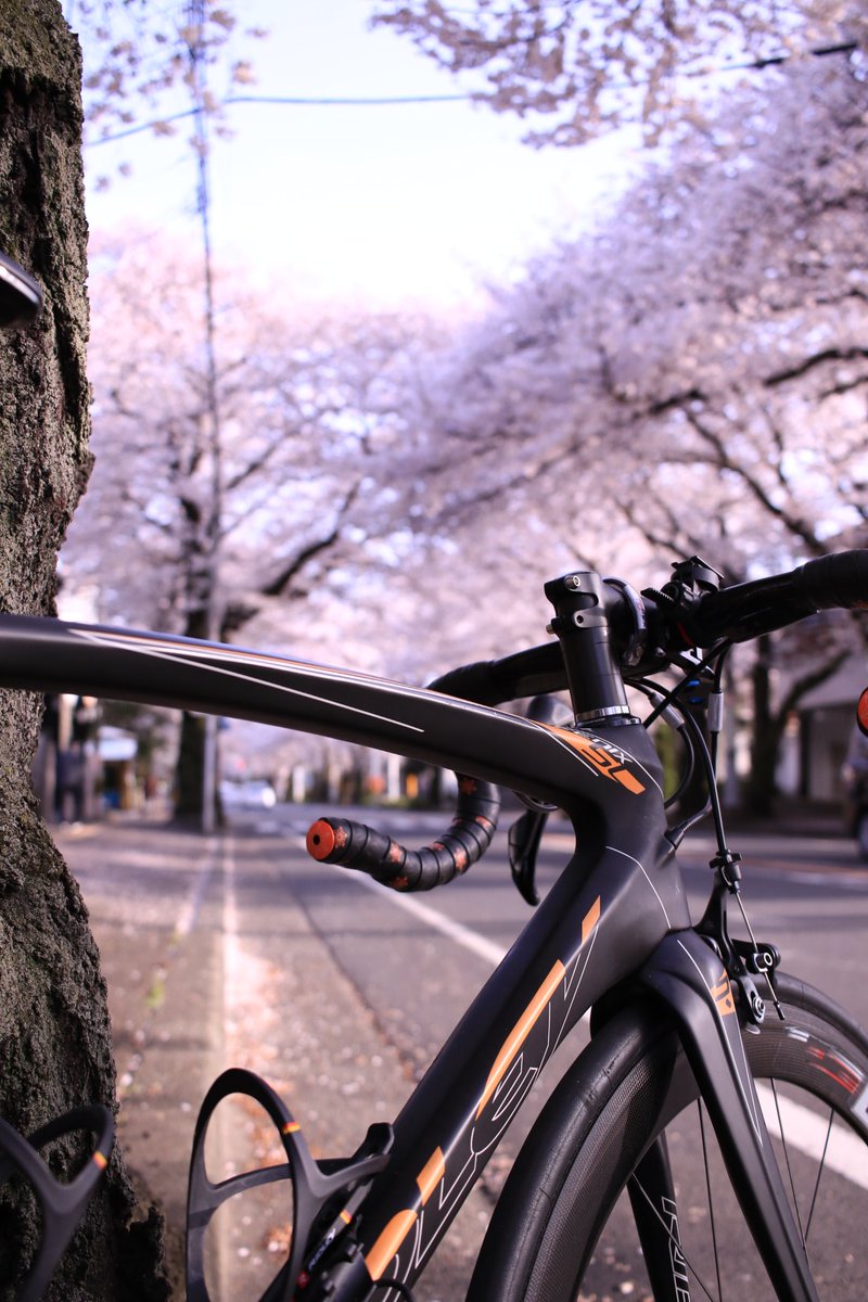 camera_kiss_x7's tweet photo. 近所の桜が満開だったので撮ってきた。
#桜
#RIDLEY
#FENIXsl
#カメラ男子
#CANON
#7DMark2
#ファインダー越しの私の世界
#写真好きな人と繋がりたい https://t.co/r1KlYfB9fV