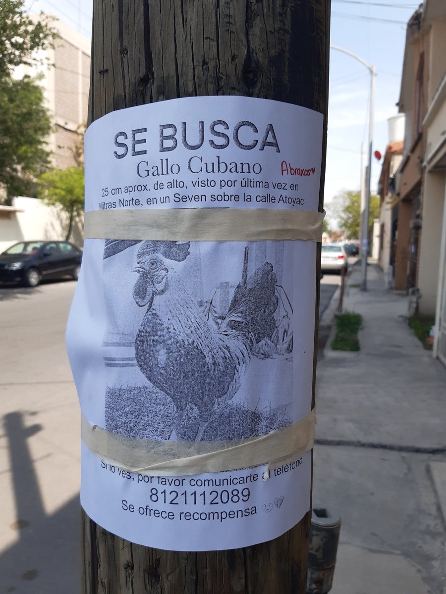 Me topo constantemente con avisos de búsqueda de mascotas (#perros #gatos) pero es la primera vez que veo un aviso buscando a un #gallo rt pls y ojalá lo encuentren pronto.