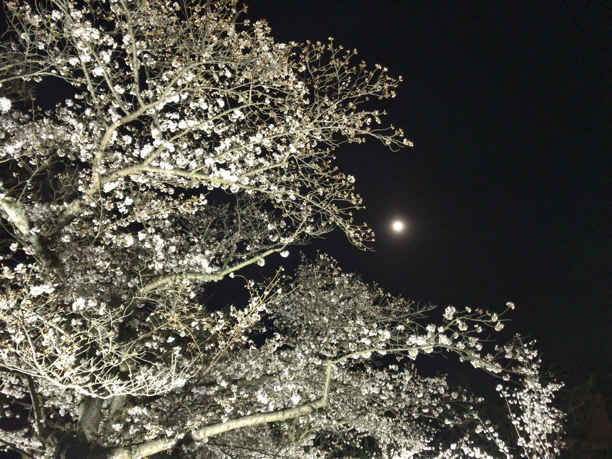 emfinitus's tweet photo. Embrace Sakura under the moon
月下の桜を愛でて🌸
#Emfinitus #Sakura #cherryblossoms #WaCulture #spring #flowergazing #meditation #elegance https://t.co/jenk9kTJMe