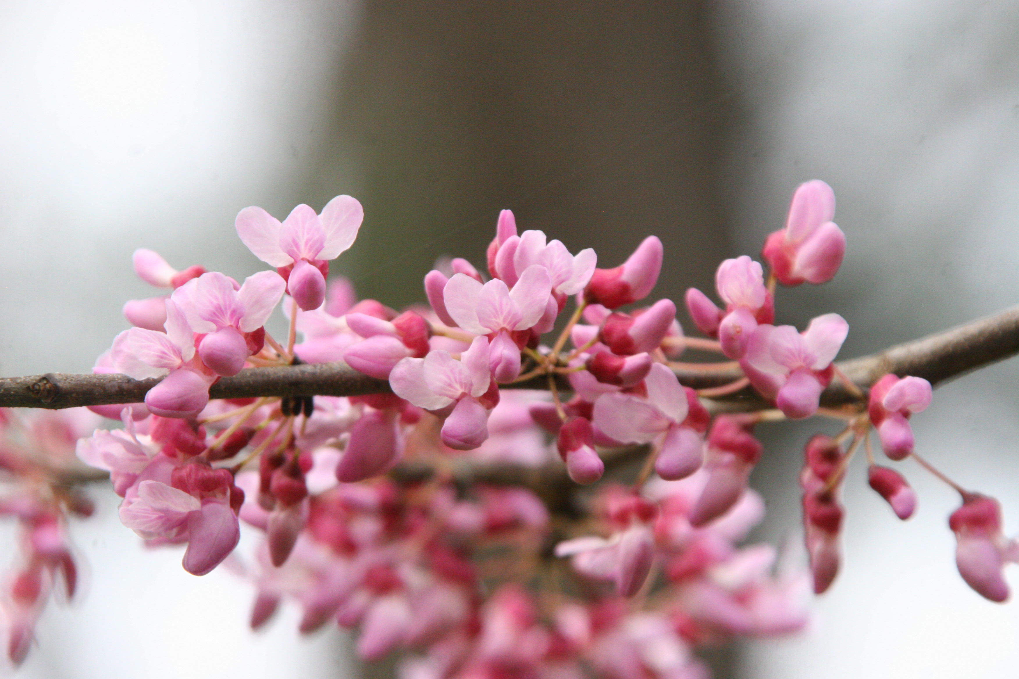 セイヨウハナズオウ Twitter Search Twitter