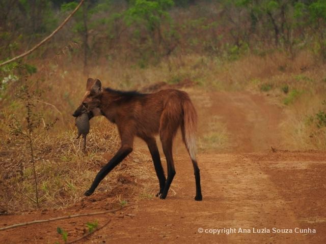 Biofaces tweet media