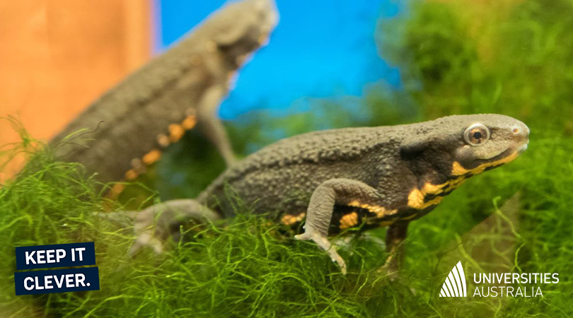 Research from <a href="/Flinders/">Flinders University</a> has shown how brains developed in the first land animals. By scanning the heads of primitive animals like lungfish and salamanders, they’ve found that jaw muscles dictated brain size. #KeepItClever ow.ly/SrwW50E7TeN