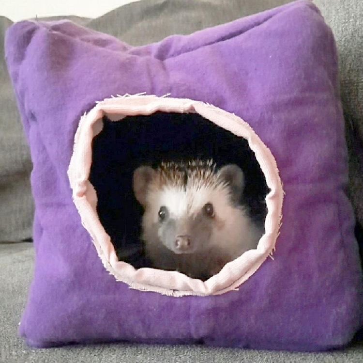 HedgehogMade's tweet photo. Here’s one of our happy little product testers Streusel! This cuddle cube are definitely passed the test❤️❤️ check it out on my Etsy shop!! Link in bio!! #hedgehog #ShopSmall #cuddlecube #smallpet #handmade #cuddlebug #follow https://t.co/cxLF1LKpf0