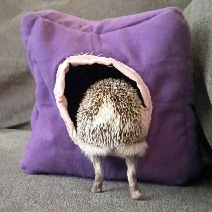 HedgehogMade's tweet photo. Here’s one of our happy little product testers Streusel! This cuddle cube are definitely passed the test❤️❤️ check it out on my Etsy shop!! Link in bio!! #hedgehog #ShopSmall #cuddlecube #smallpet #handmade #cuddlebug #follow https://t.co/cxLF1LKpf0