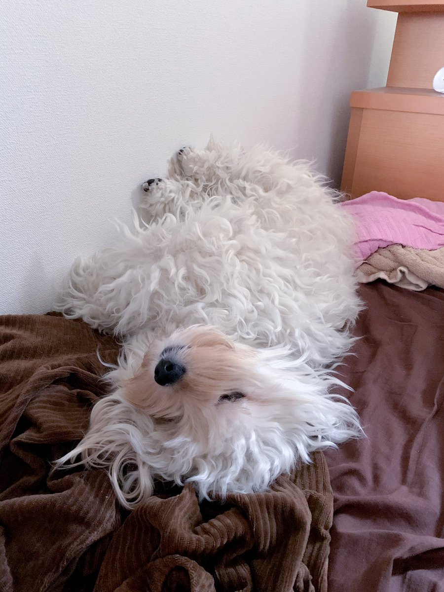 Inu Beer 犬がベッドへ寝に来たら股の間に手を入れさせてもろとる Inu Beer 犬がベッドへ寝に来たら股の間に手を入れさせてもろとる