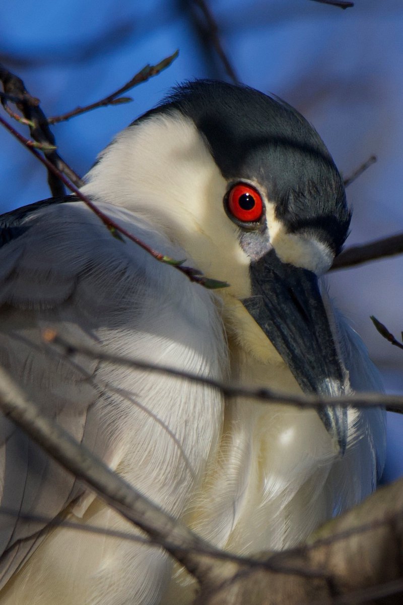 “Red on Blue” an hour before sunset. #blackcrownednightheron #redeye #mycentralpark #thelake