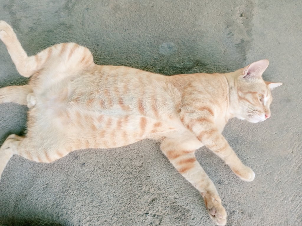 Apicha660Tum's tweet photo. สวัสดีครับ ลมเย็นๆกับแมวอ้วน 🐹🐹🐹🐹 https://t.co/3kEJlgrUHK