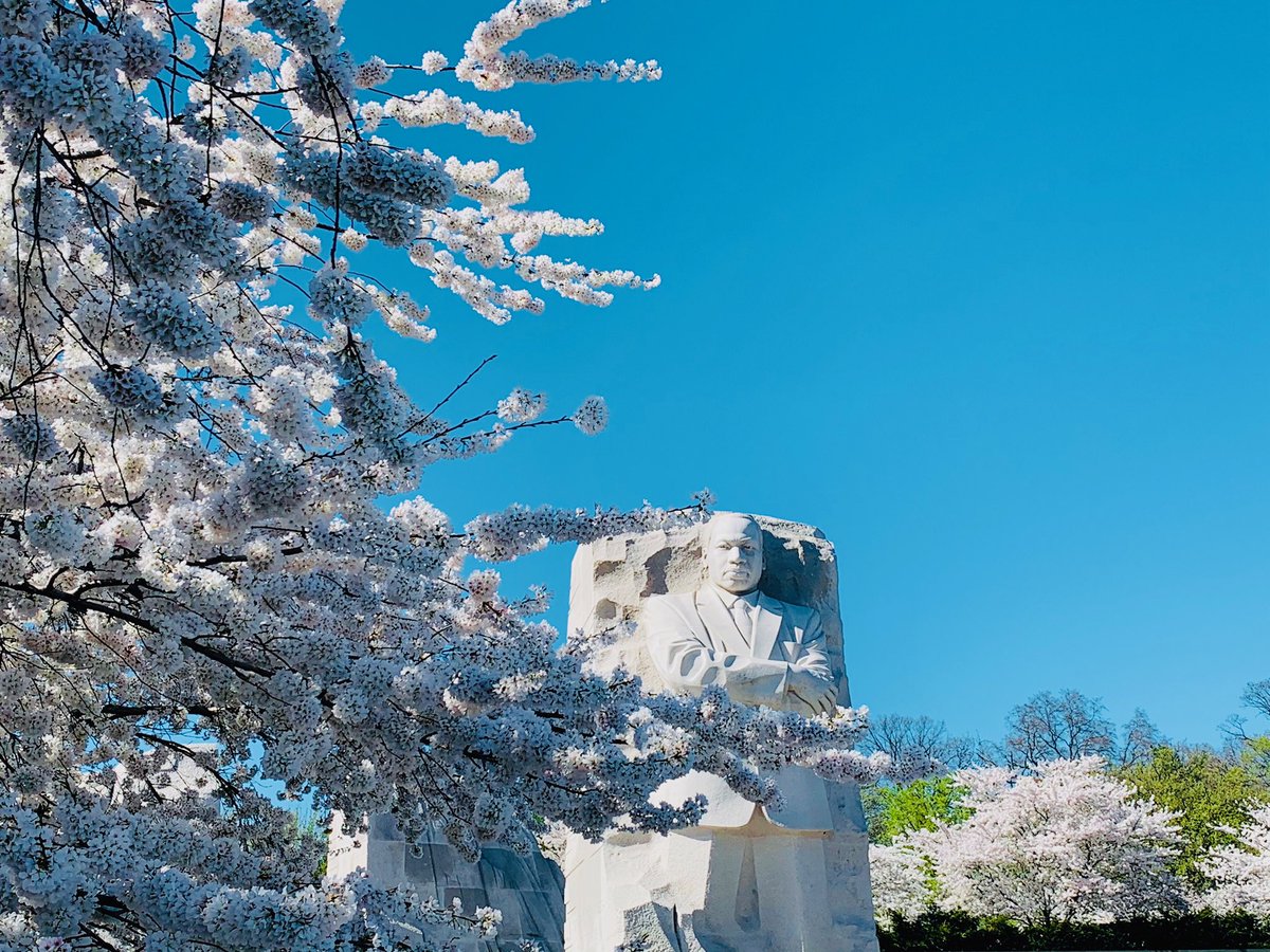 I have seen more seasons in 7 months in DC than I did in 5 years in AZ, and these blossoms are the cherry on top. #CherryBlossomDC