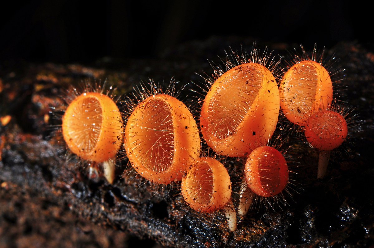 PictureMushroom's tweet photo. Fungi cup #fungus #mushrooms https://t.co/HORfGT4xJi