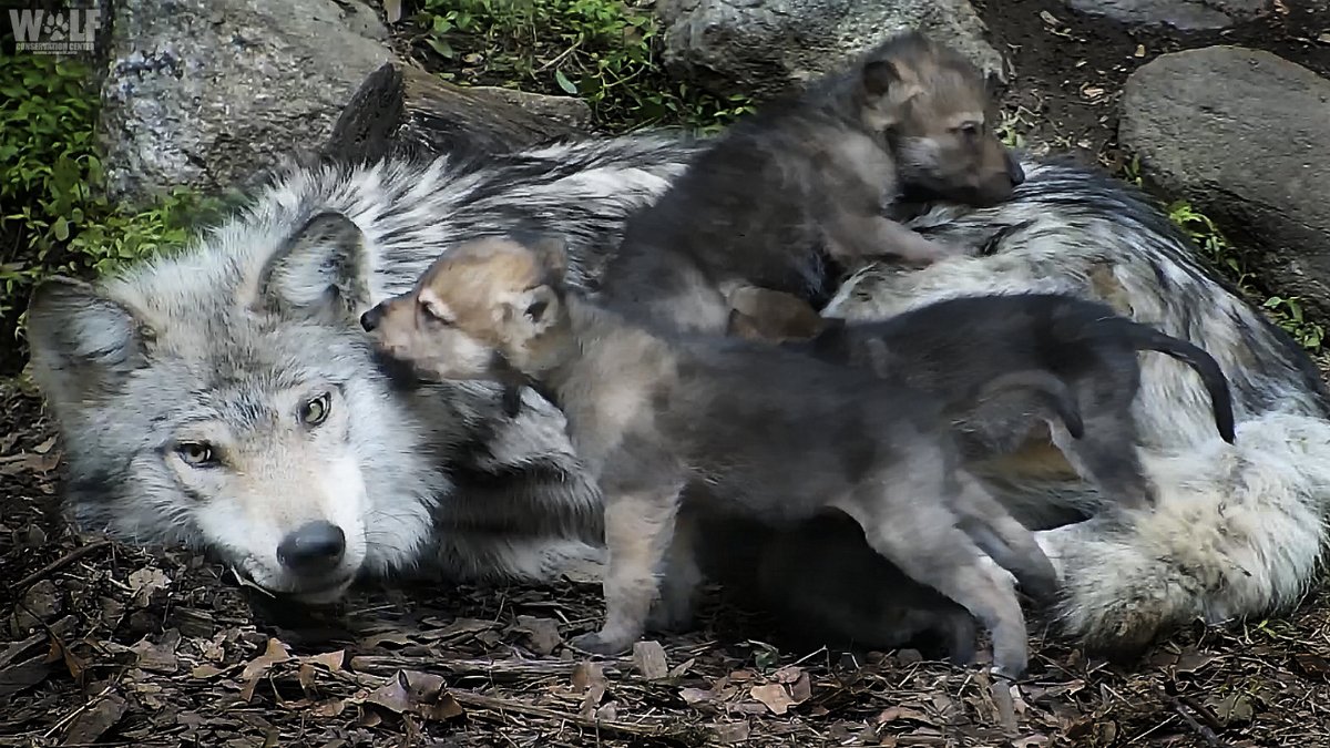 Psst... Mexican gray wolves are essential. Pass it on 🐺
#LoboWeek