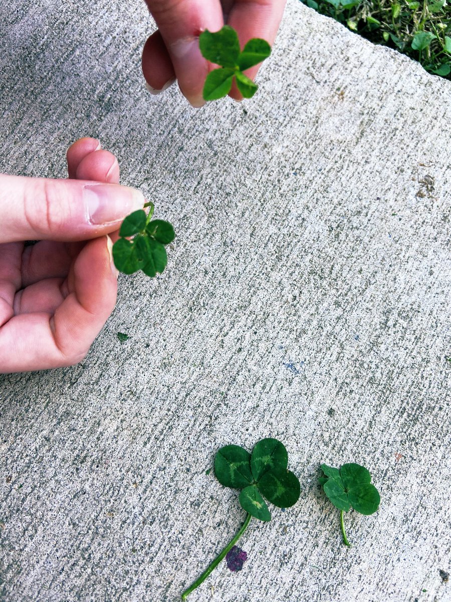 Knightlife_MHS's tweet photo. 4 leaf clovers arenβt that rare...the students who look for them are!πππππ@GriffinAdmin @mhs_bears @sherrihardy9 @ed_schur #mhsart #4leafclover #lucky #springflora #mhsluck https://t.co/eJHSxAjtoF