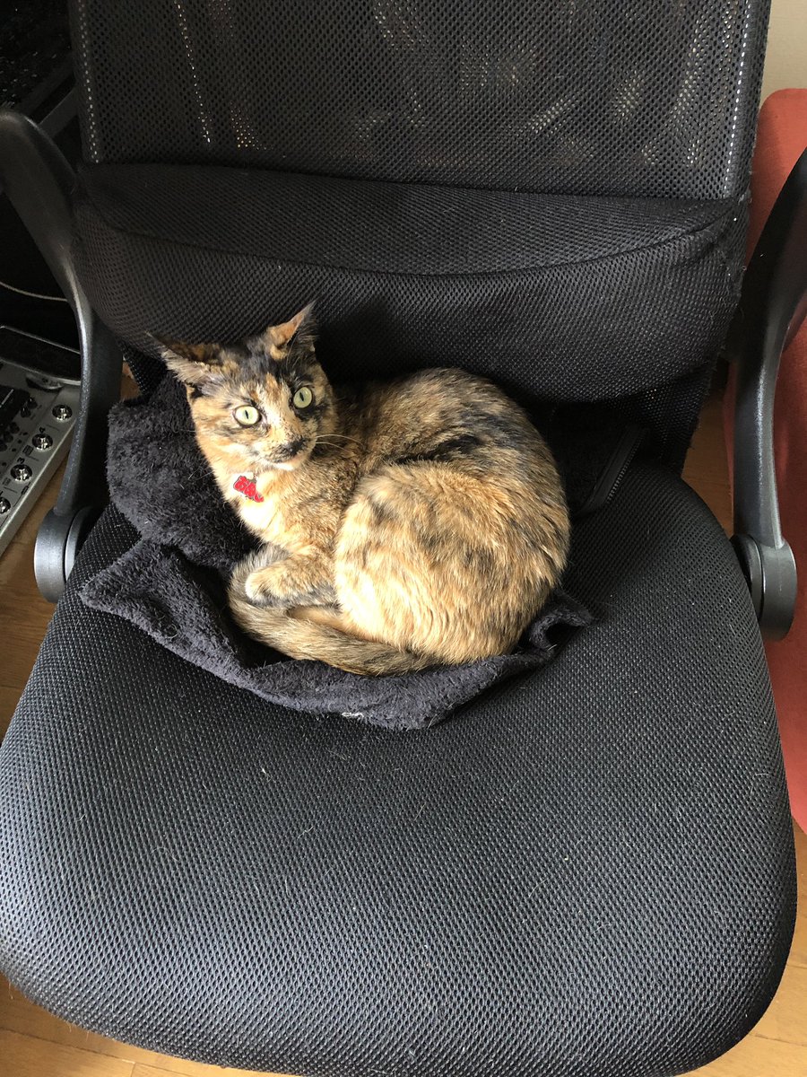 猫に邪魔される hashtag on Twitter
