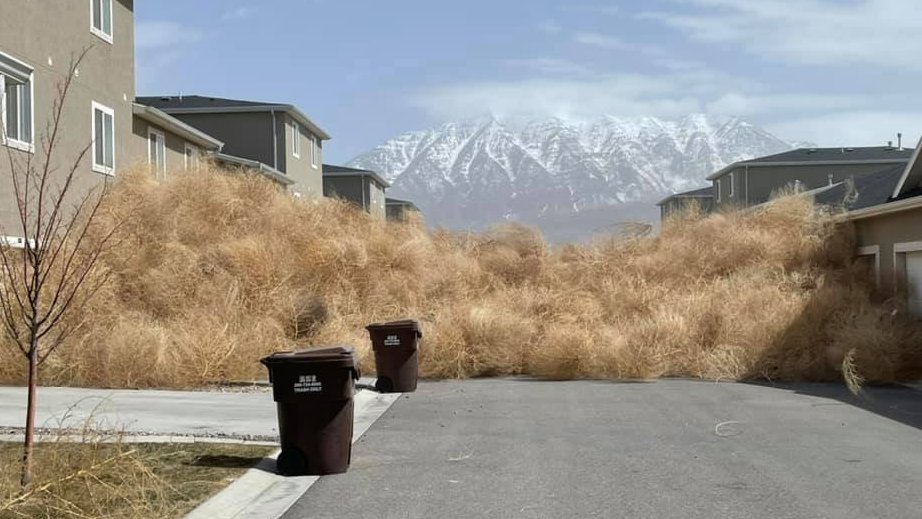 Way of the Tumbleweed