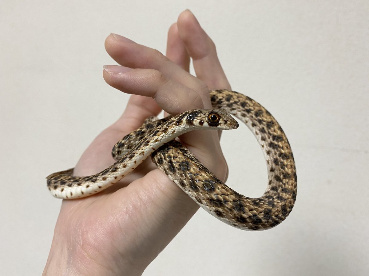 ヒバカリ 寿命 ヒバカリ 寿命