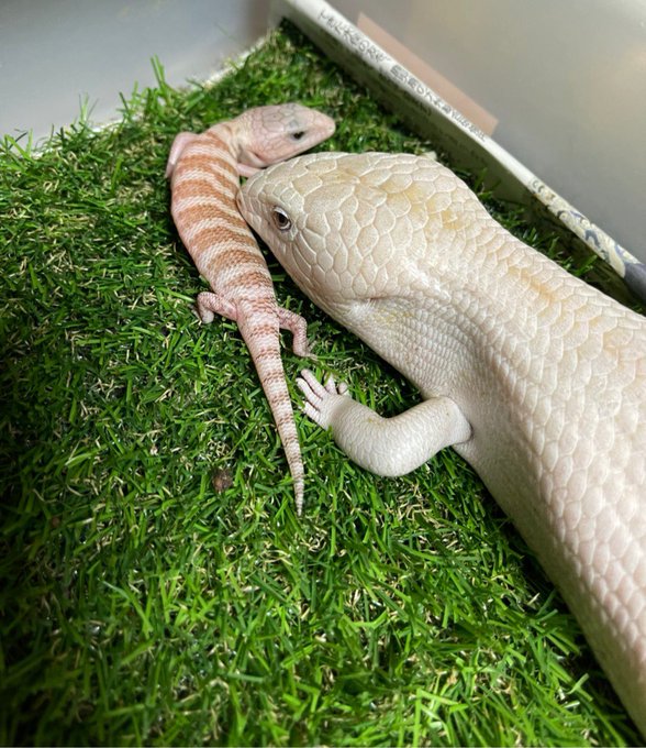 ウッドベルさん の人気ツイート 1 Whotwi グラフィカルtwitter分析