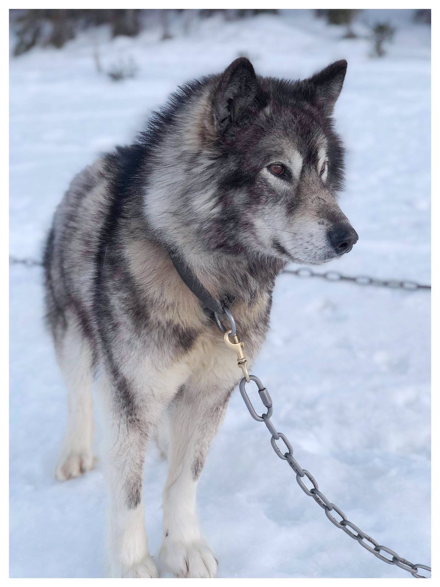 Labrador_Husky's tweet photo. The #Inuit #Huskies of #Labrador also known as #LabradorHuskies &amp; they are gentle giants! These huskies are Labrador #Wolf &amp; #InuitDog ancestry from #Makkovik &amp; they are magnificent! They are also critically endangered. @GovNL they deserve #CulturalHeritageStatus 🐺 https://t.co/6KxrW3Jwka