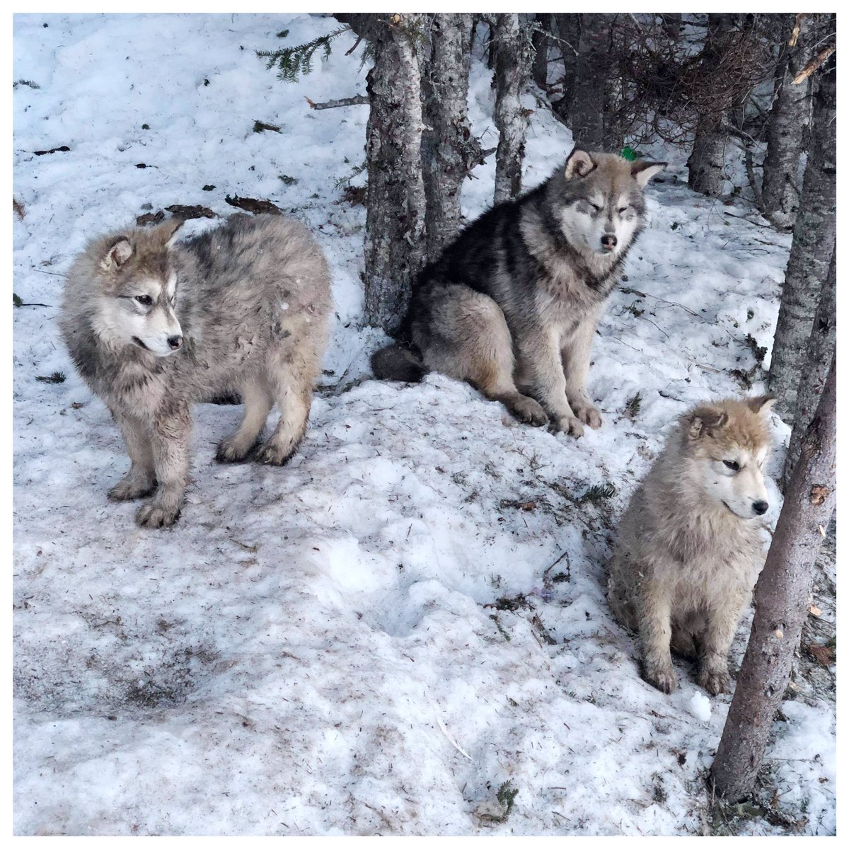 Labrador_Husky's tweet photo. The #Inuit #Huskies of #Labrador also known as #LabradorHuskies &amp; they are gentle giants! These huskies are Labrador #Wolf &amp; #InuitDog ancestry from #Makkovik &amp; they are magnificent! They are also critically endangered. @GovNL they deserve #CulturalHeritageStatus 🐺 https://t.co/6KxrW3Jwka