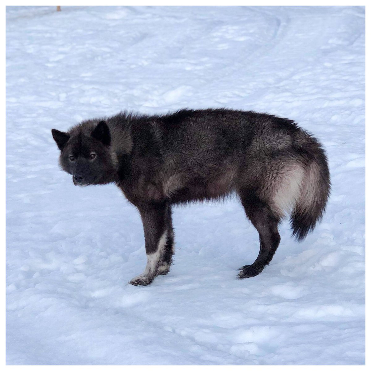 Labrador_Husky's tweet photo. The #Inuit #Huskies of #Labrador also known as #LabradorHuskies &amp; they are gentle giants! These huskies are Labrador #Wolf &amp; #InuitDog ancestry from #Makkovik &amp; they are magnificent! They are also critically endangered. @GovNL they deserve #CulturalHeritageStatus 🐺 https://t.co/6KxrW3Jwka