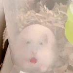 まるで心霊画像のよう。うちのハム、今朝は最大級のブス顔です。