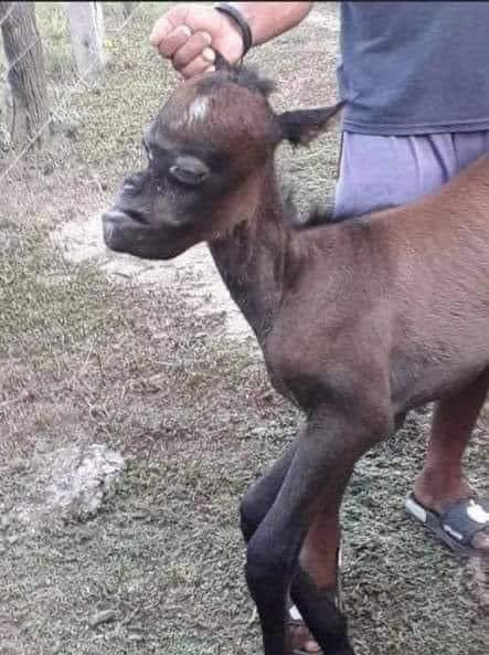 SharnethiaH's tweet photo. The goat u niggas claiming to be 🤷🏽‍♀️😭 https://t.co/oVlHqDO6kU