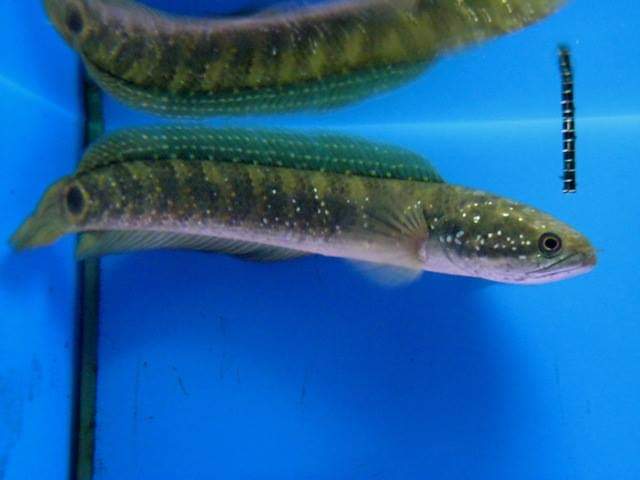 wft0213's tweet photo. 棘赤刀雷龍(12~14CM)
山水水族官網
https://t.co/2I10Sw04KI

#魚缸訂做 #魚缸造景 #魚缸 #觀賞 #觀賞魚 #水族 #熱帶魚 #水族館 #水族馆 #水族箱  #水族用品 #水族用品店 #賞魚 #魚種  #紅龍 #血紅龍 #古代魚 #烏龜 #異型 #觀賞魚水族 #觀賞魚缸 #水生生物 #kaohsiung #taiwan #高雄 #台灣 #左營 https://t.co/xhSmo5SbYd