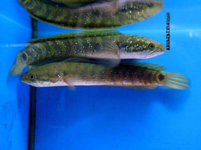 wft0213's tweet photo. 棘赤刀雷龍(12~14CM)
山水水族官網
https://t.co/2I10Sw04KI

#魚缸訂做 #魚缸造景 #魚缸 #觀賞 #觀賞魚 #水族 #熱帶魚 #水族館 #水族馆 #水族箱  #水族用品 #水族用品店 #賞魚 #魚種  #紅龍 #血紅龍 #古代魚 #烏龜 #異型 #觀賞魚水族 #觀賞魚缸 #水生生物 #kaohsiung #taiwan #高雄 #台灣 #左營 https://t.co/xhSmo5SbYd
