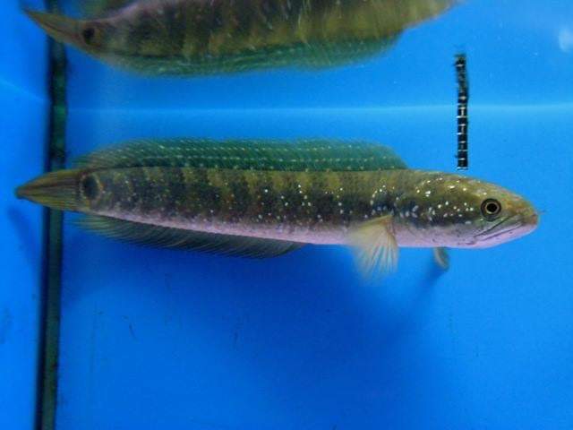 wft0213's tweet photo. 棘赤刀雷龍(12~14CM)
山水水族官網
https://t.co/2I10Sw04KI

#魚缸訂做 #魚缸造景 #魚缸 #觀賞 #觀賞魚 #水族 #熱帶魚 #水族館 #水族馆 #水族箱  #水族用品 #水族用品店 #賞魚 #魚種  #紅龍 #血紅龍 #古代魚 #烏龜 #異型 #觀賞魚水族 #觀賞魚缸 #水生生物 #kaohsiung #taiwan #高雄 #台灣 #左營 https://t.co/xhSmo5SbYd