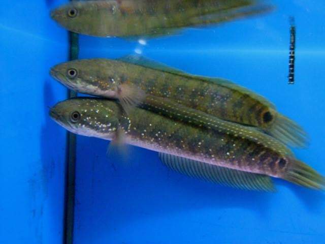 wft0213's tweet photo. 棘赤刀雷龍(12~14CM)
山水水族官網
https://t.co/2I10Sw04KI

#魚缸訂做 #魚缸造景 #魚缸 #觀賞 #觀賞魚 #水族 #熱帶魚 #水族館 #水族馆 #水族箱  #水族用品 #水族用品店 #賞魚 #魚種  #紅龍 #血紅龍 #古代魚 #烏龜 #異型 #觀賞魚水族 #觀賞魚缸 #水生生物 #kaohsiung #taiwan #高雄 #台灣 #左營 https://t.co/xhSmo5SbYd