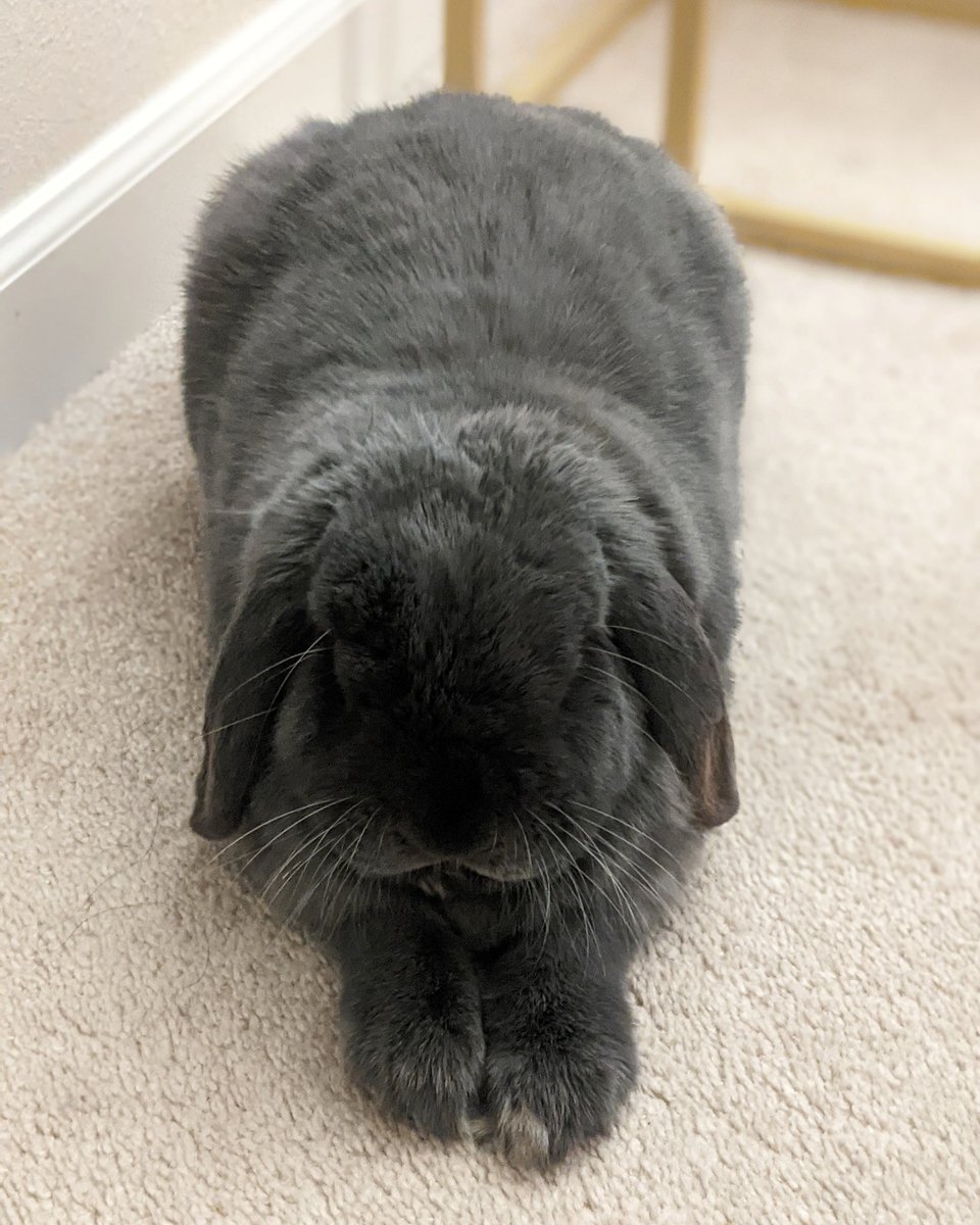 LinusTheBun's tweet photo. i am sphinx https://t.co/xfUKS7mJyk