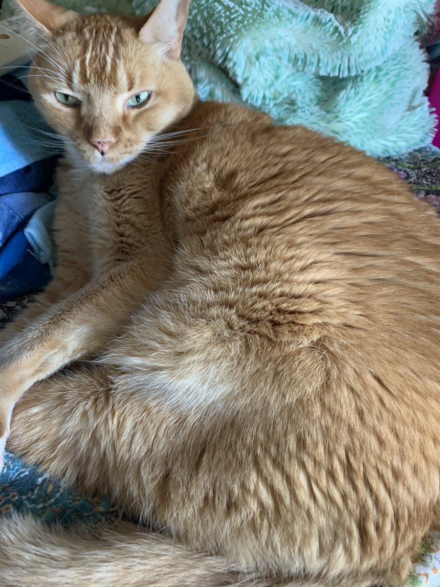 @NoahNewsome92 Only if your question isn’t about cats and diets.